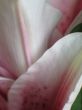 pink flower extreme close up