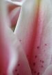 pink flower extreme close up