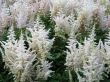 white cone flowers in a field
