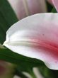 pink flower extreme close up