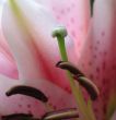 pink flower extreme close up