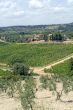 Chianti (Tuscany) - Vineyards  and olive trees at a summer after