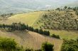 Chianti landscape near Radda, with cypresses and olive trees