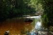 Forest brook with stone