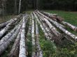 Pile of birch logs in the forest