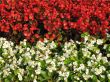 Decorative white and red flowers