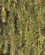Fir branch texture