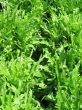 organic lettuces in a garden