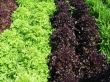 different organic lettuces in a garden