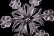 WHITE SNOWFLAKE CLOSE UP
