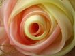 silk rose