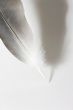 Feather