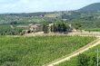 Chianti (Tuscany) - Vineyards  and olive trees at a summer after