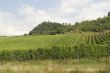 Vineyards near San Gimignano, in Tuscany
