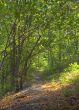 Early autumn forest