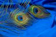 Peacock feather