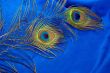 Peacock feathers