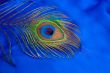 Peacock feather
