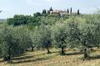 Olive trees and house near San Gimignano, in Tuscany