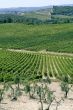 Chianti (Tuscany) - Vineyards  and olive trees at a summer after