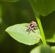 Small spider