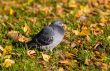 Pigeon in an autumn grass
