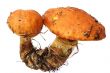 Mushroom Boletus luteus
