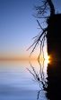 dry tree on rock and sunset