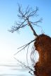 dry tree on rock