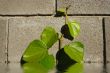 ivy sprout on brick