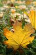 yellow leave among grass