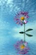 single chrysanthemum over cloudy sky