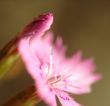 dianthus flower