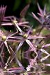 allium in blossom