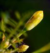 small flower bud