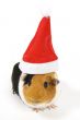 guinea pig wearing a christmas hat