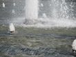 water fountain flowing