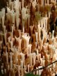 Ramaria Mushroom in dark wood.