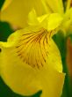 Yellow iris.