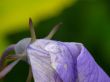 Petals of a dark blue cultivated flower.