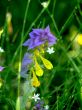 Field flower.