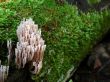Ramaria Mushroom in dark wood.