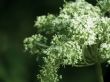Field flower.