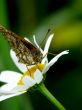 The butterfly sitting on a flower.