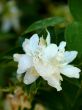 Flower. Blossoming jasmin.