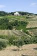 Radda in Chianti - Ancient palace, vineyards and olive trees