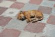 dog on the tile