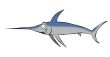 Cartoon Swordfish