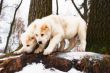 Two white puppies