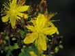 Flowers of a hypericum on a years meadow.